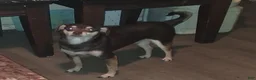 Mixed Breed dogs for sale: Mixed Breed 1 - Ad 5