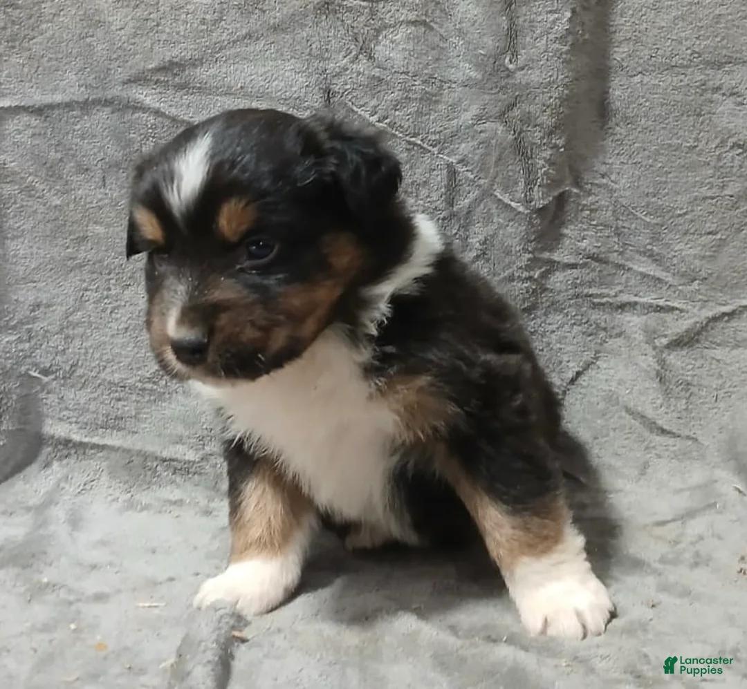 Australian Shepherd dogs for sale: Maximus - Ad 2