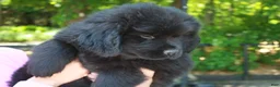 Newfoundland dogs for sale: Midnight - Ad 3