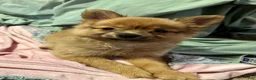 Mixed Breed dogs for sale: Honeybear - Ad 1