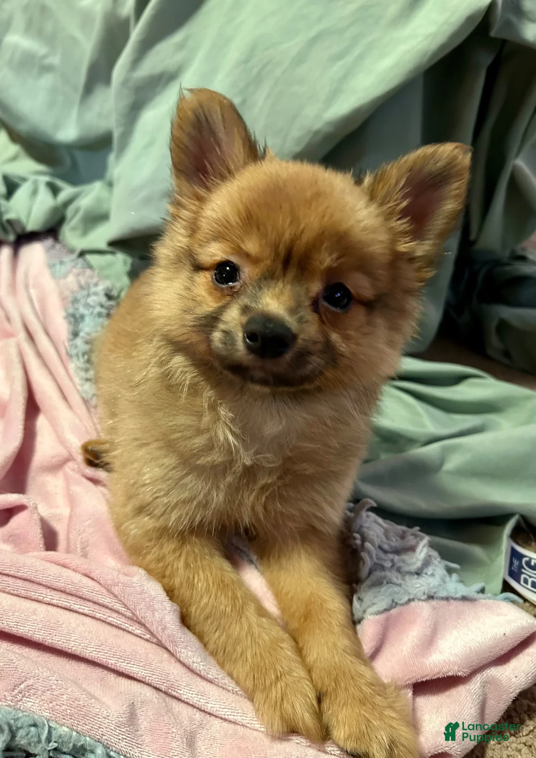 Mixed Breed dogs for sale: Honeybear - Ad 1
