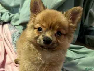 Mixed Breed dogs Honeybear - Ad 4