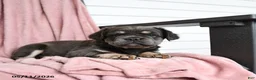 French Bulldog dogs for sale: Hetty - Ad 9