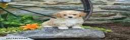 Mini Goldendoodle dogs for sale: Pearl - Ad 3