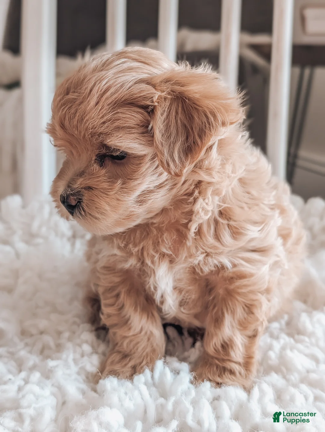 Maltipoo dogs for sale: Jack - Ad 4