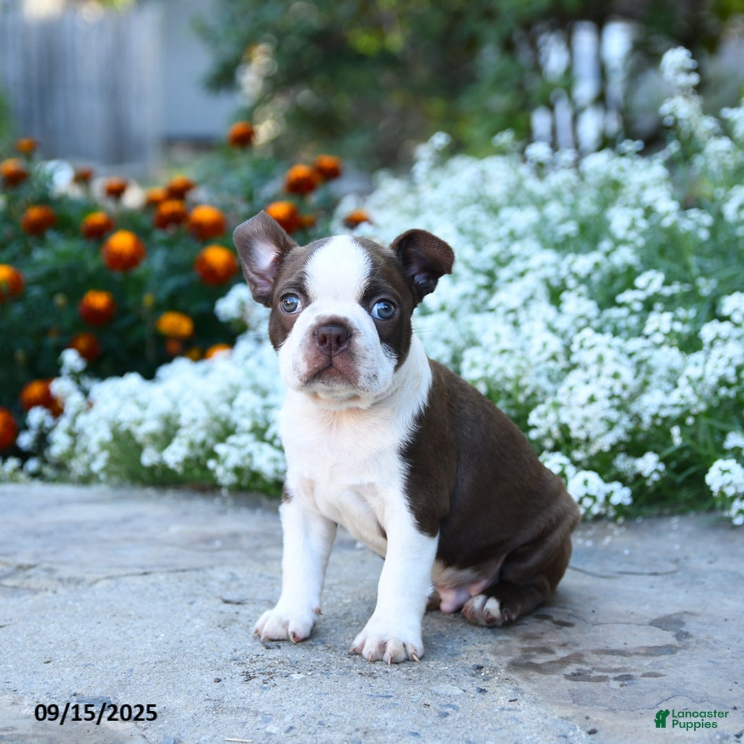 Boston Terrier dogs for sale: Banjo - Ad 5