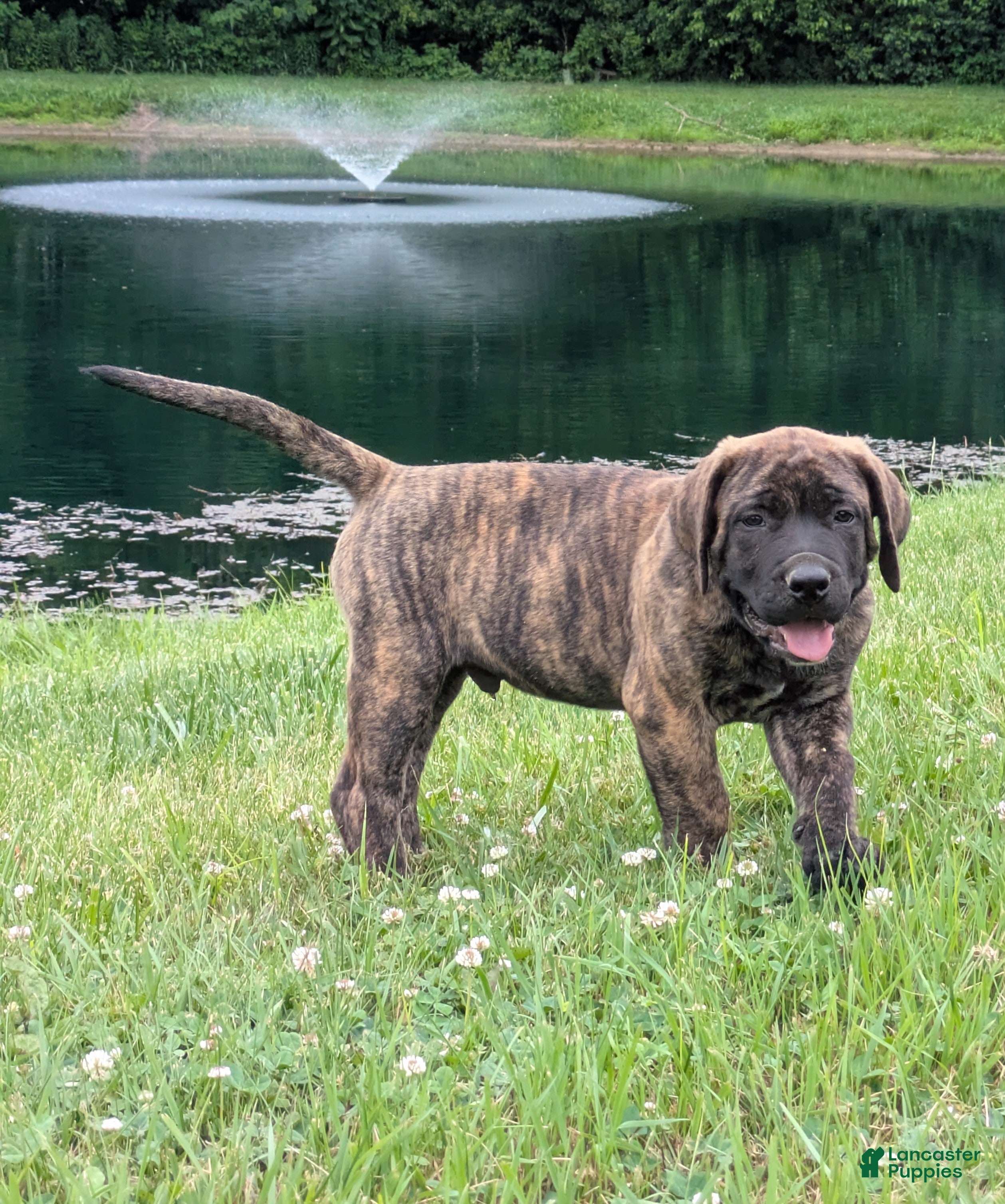 English Mastiff dogs Marlon - Ad 1