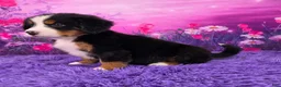 Bernese Mountain Dog dogs for sale: Dorthi - Ad 3