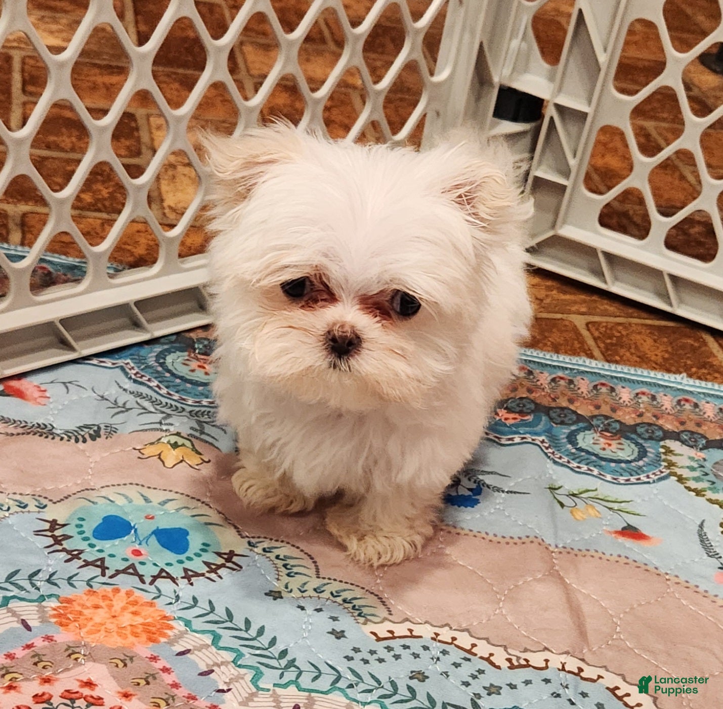 Maltese dogs Titan - Ad 1