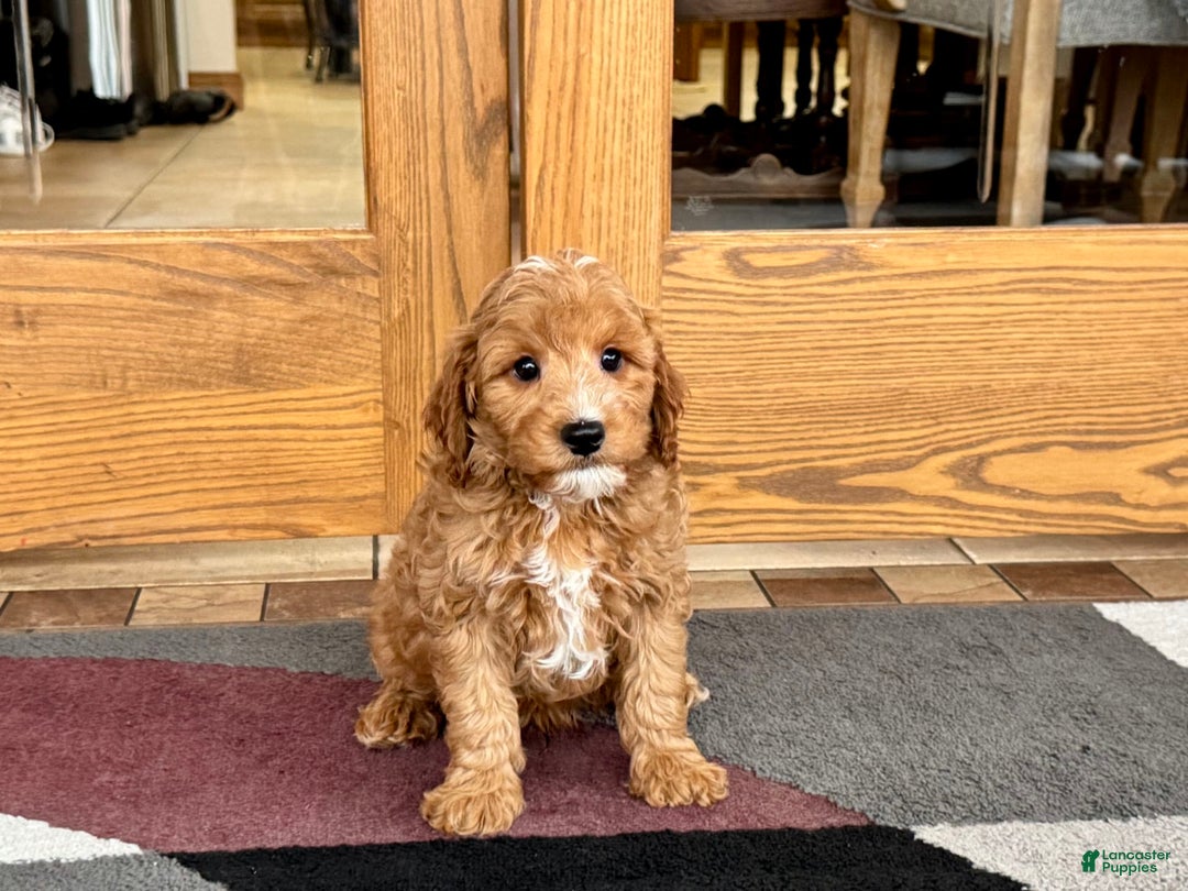 Cavapoo dogs for sale: Perry F1b - Ad 7