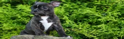 Frenchton dogs for sale: MAX - Ad 5