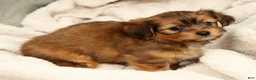 Yorkiepoo dogs for sale: Lindor - Ad 7