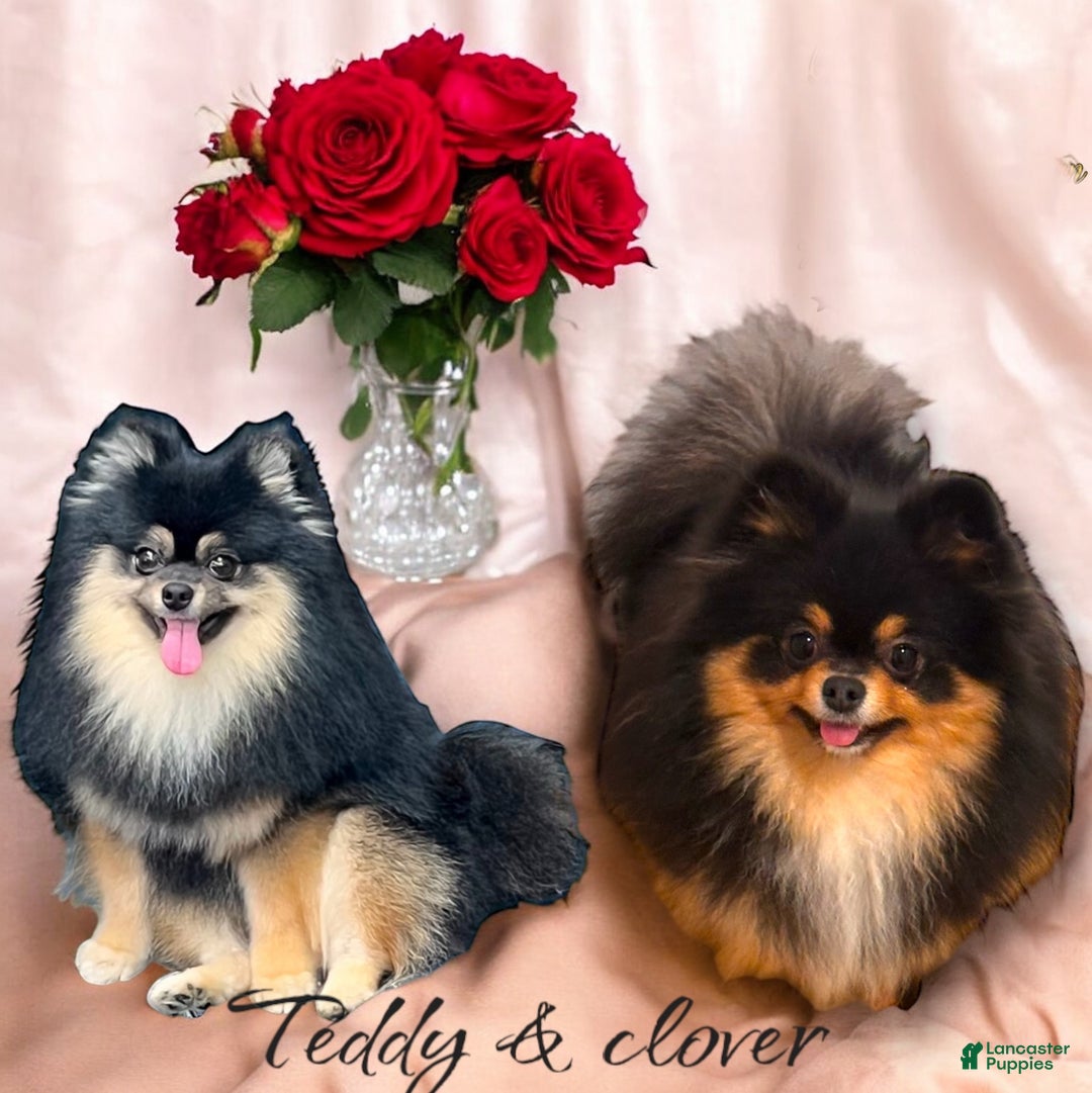 Pomeranian dogs for sale: Gus - Ad 5