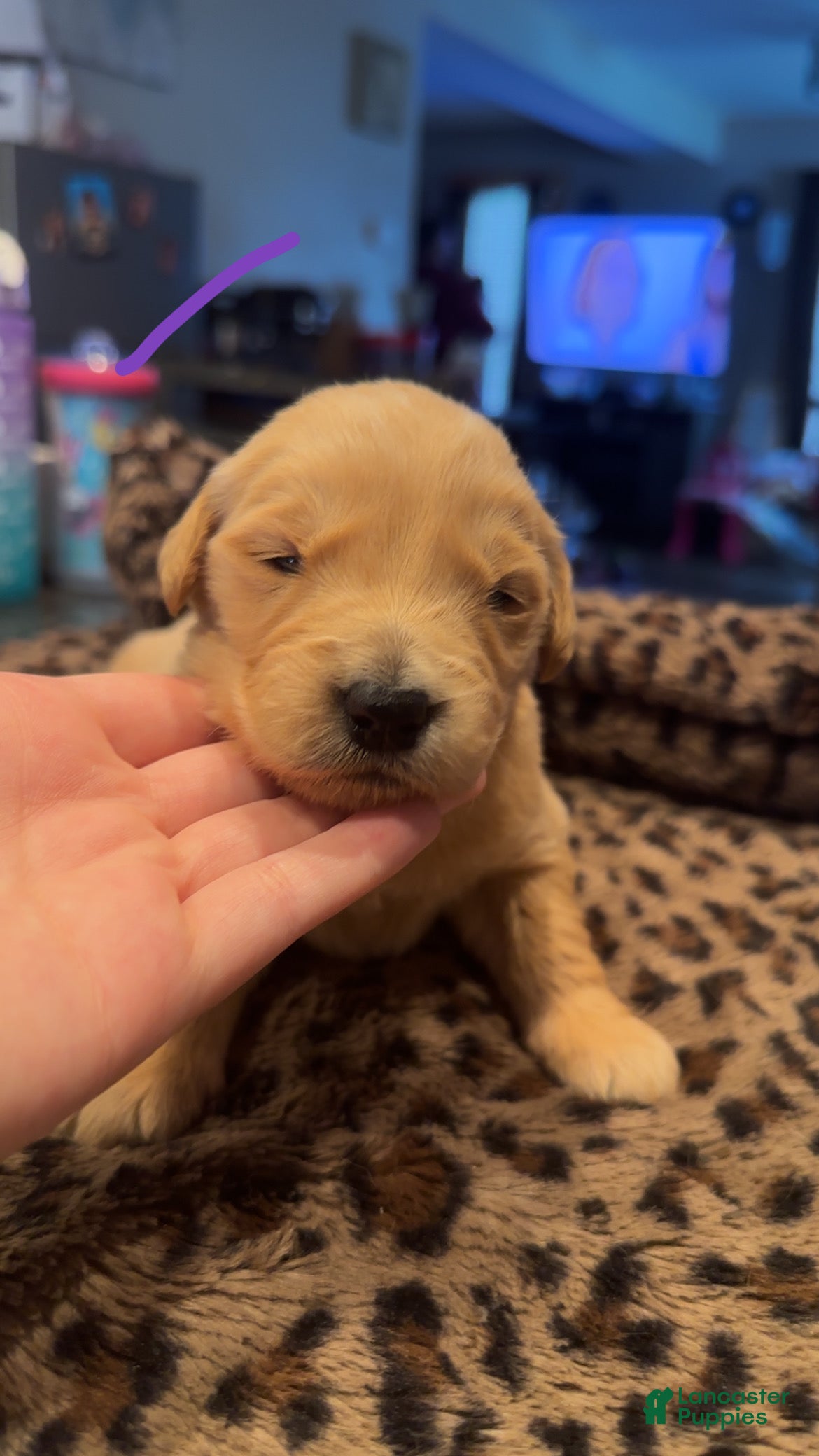 Golden Retriever dogs Purple  - Ad 1