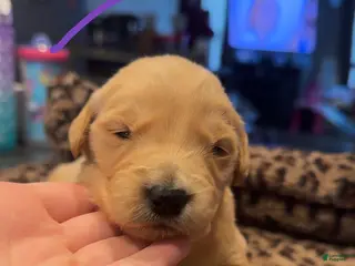 Golden Retriever dogs Purple - Ad 1