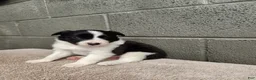 Border Collie dogs for sale: Tiger - Pure Breed Border Collie  - Ad 3