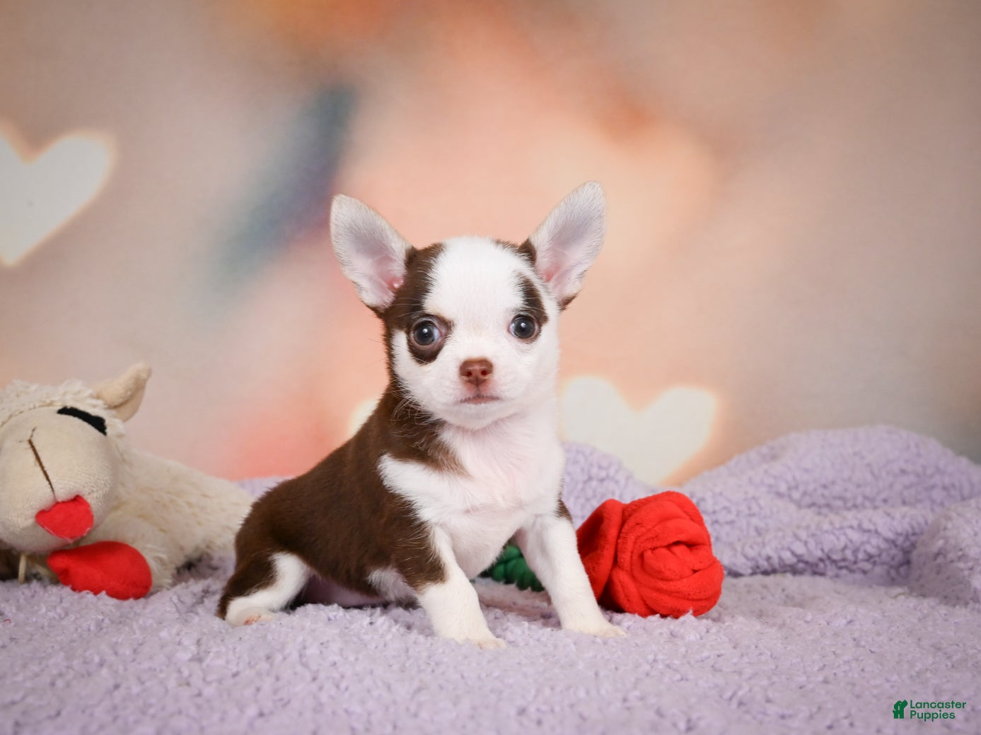 Chihuahua dogs JOLENE - Ad 1