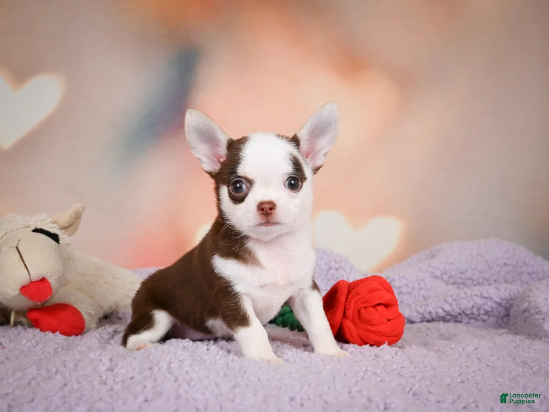 Chihuahua dogs for sale: JOLENE - Ad 1