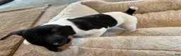 Rat Terrier dogs for sale: Old Dominion Terrier male Spirit - Ad 2