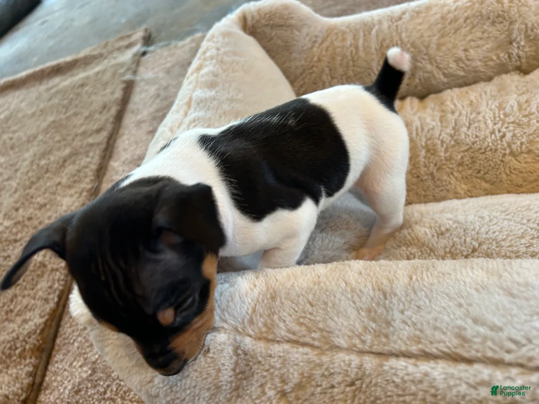 Rat Terrier dogs for sale: Old Dominion Terrier male Spirit - Ad 2