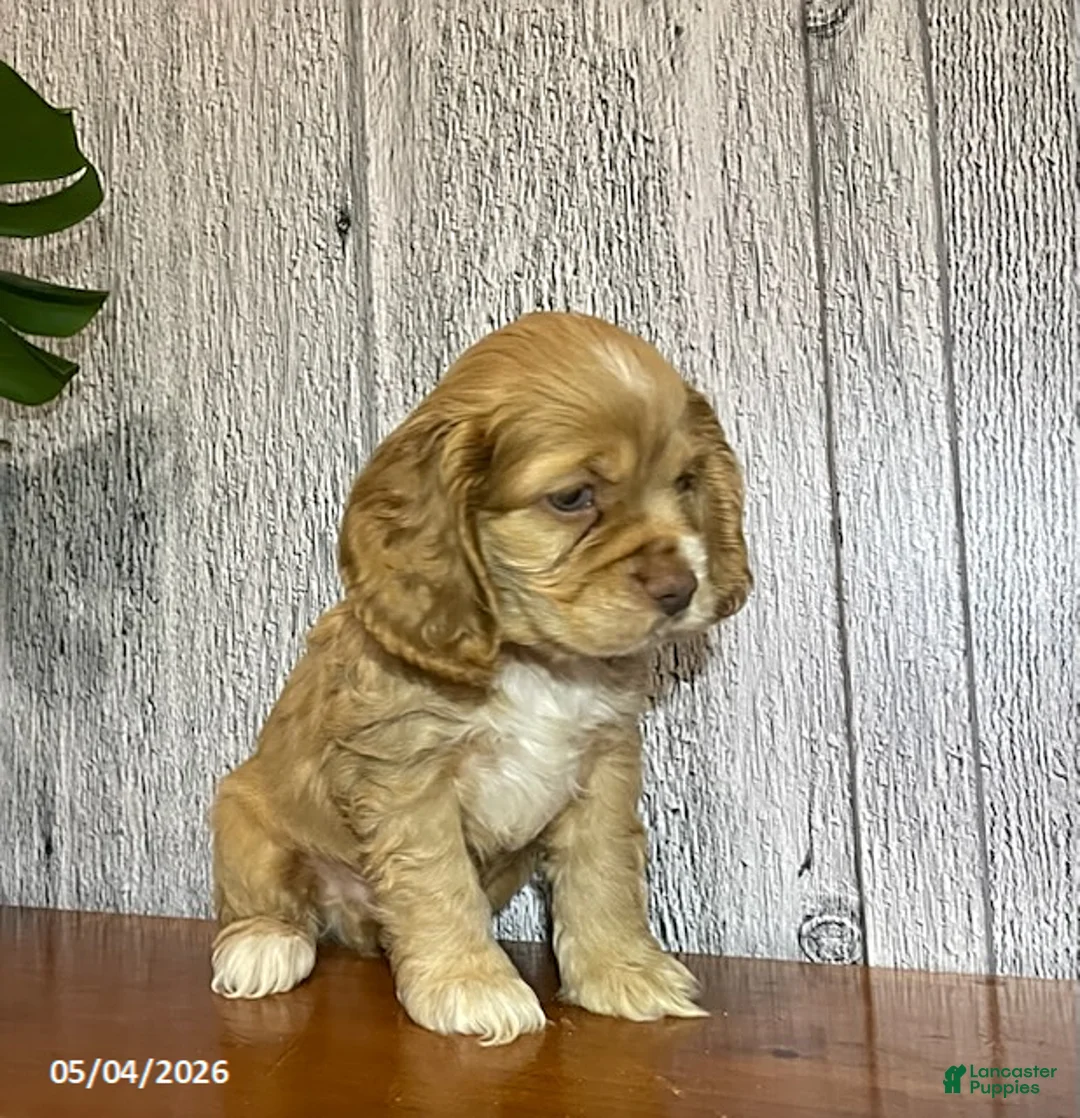 Cocker Spaniel dogs for sale: Archer - Ad 4