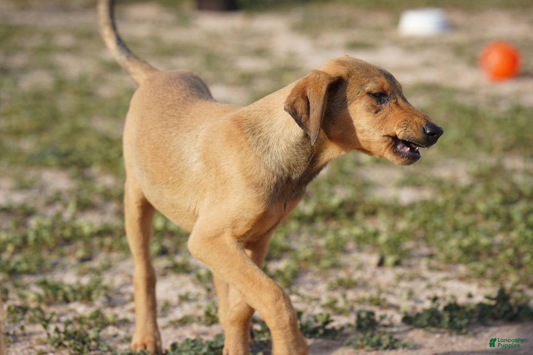 Mixed Breed dogs for sale: Fawnish Sable M RT - Ad 5