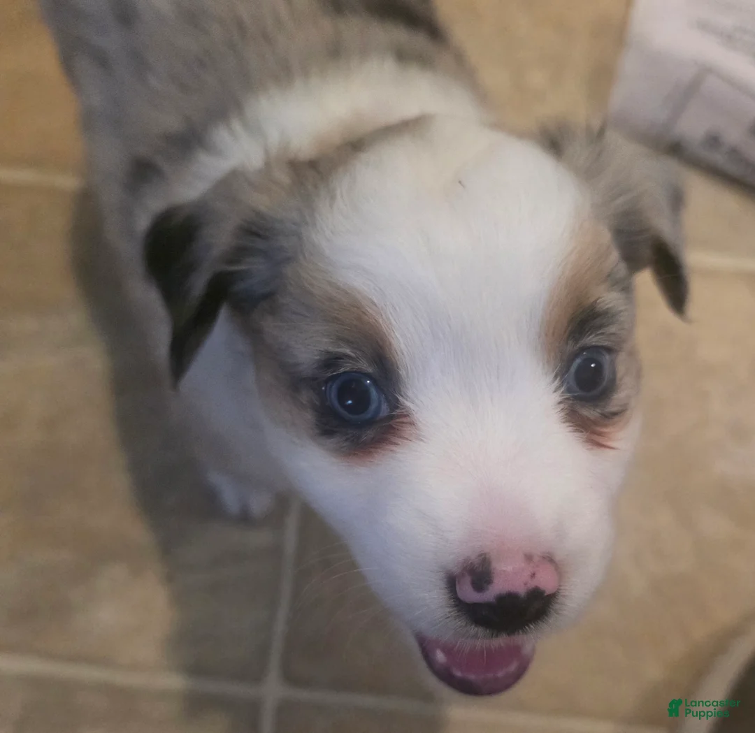 Australian Shepherd dogs for sale: Dalia - Ad 1