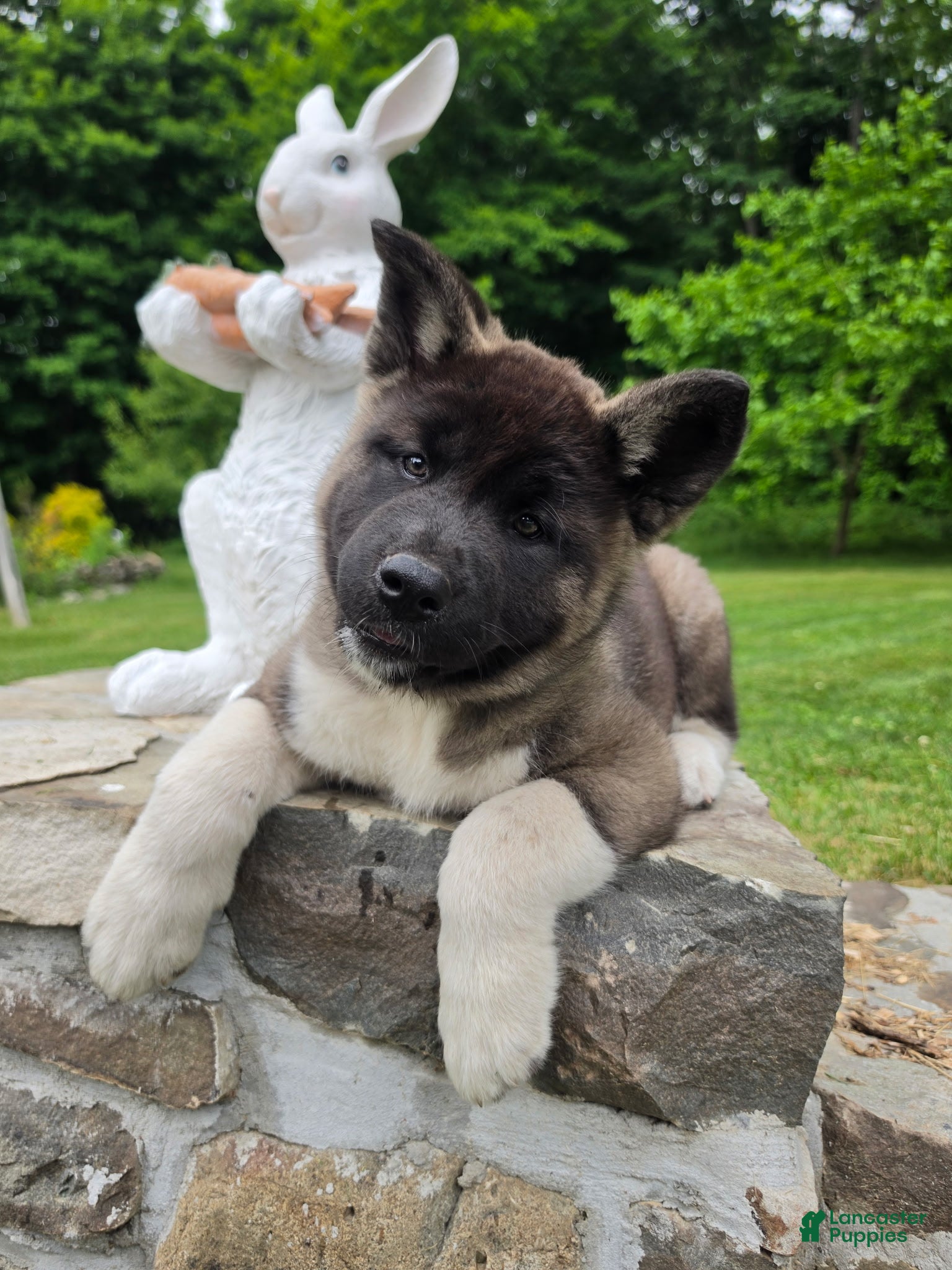 Akita dogs Akita  - Ad 1