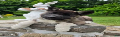 Akita 