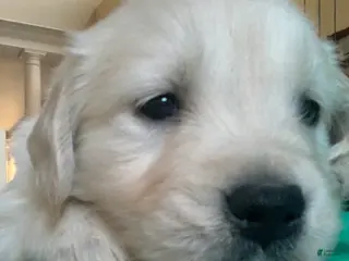 Goldador dogs English Cream Golden retrievers - Ad 10