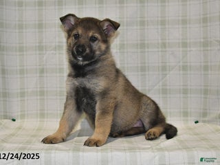 German Shepherd dogs Megan - Ad 36