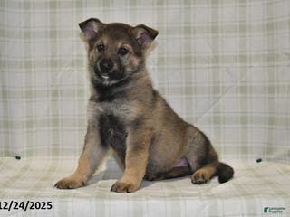 German Shepherd dogs Megan - Ad 3