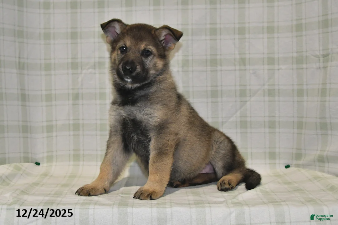 German Shepherd dogs for sale: Megan - Ad 6