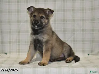 German Shepherd dogs Megan - Ad 37