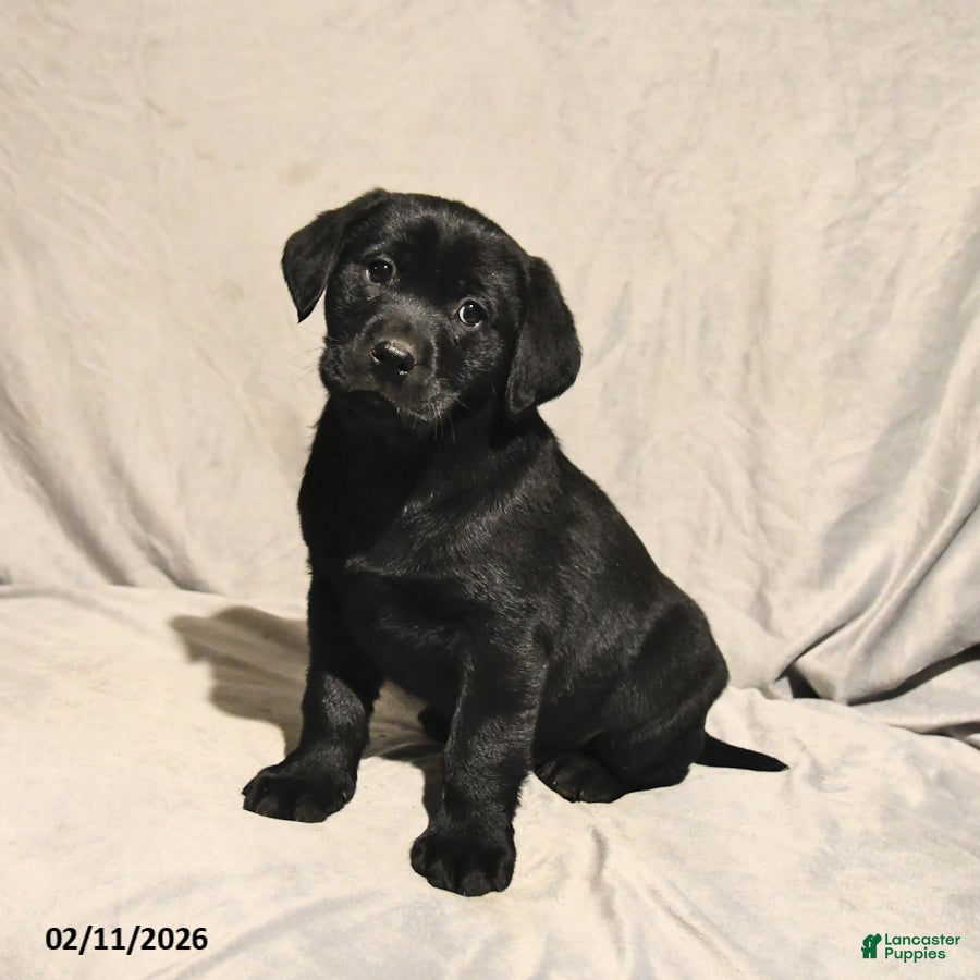 Labrador Retriever dogs Joey - Ad 2