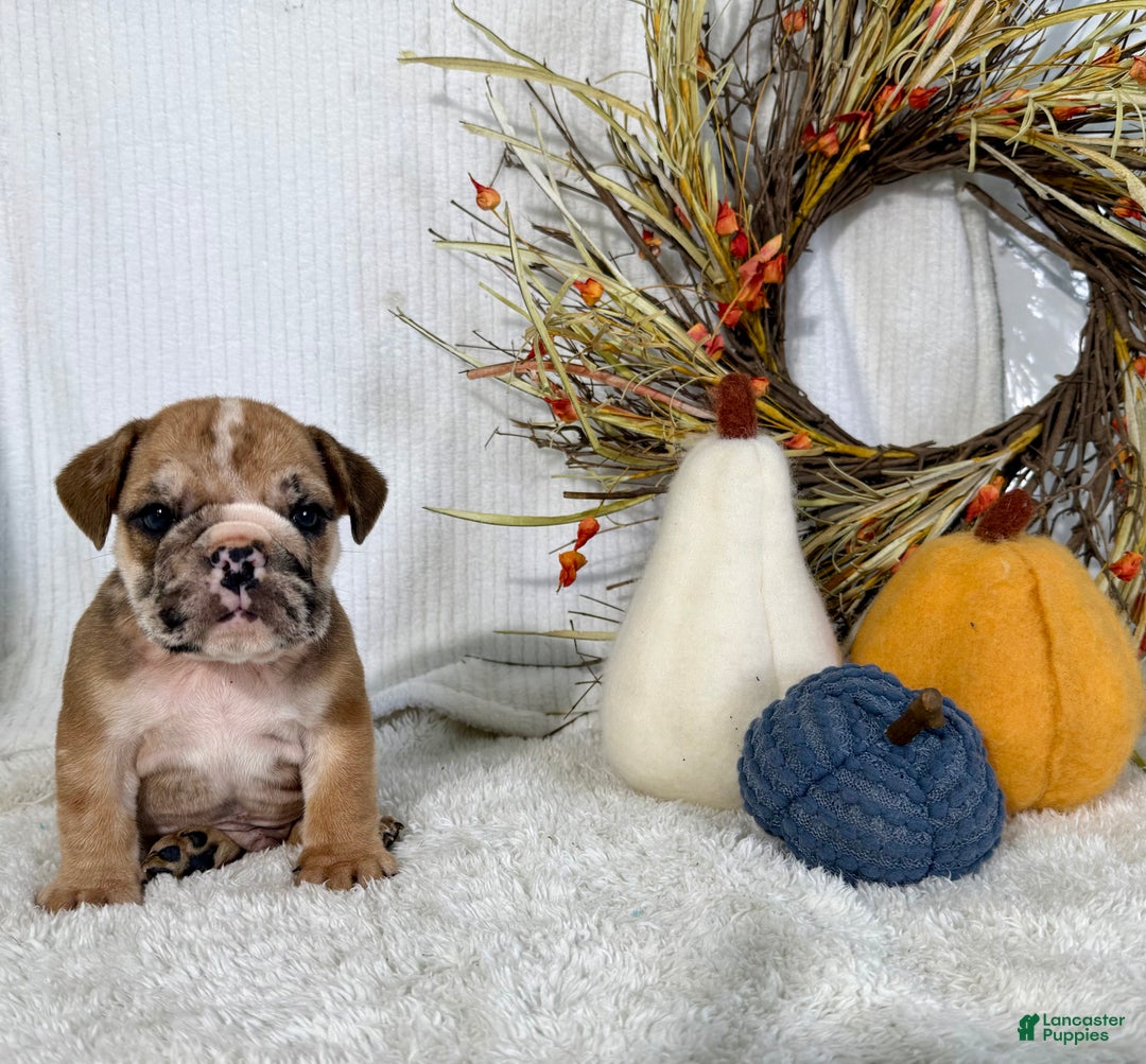 English Bulldog dogs for sale: Otto - Ad 2