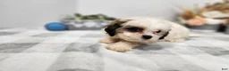 Teddy Bear dogs for sale: Curtis - Ad 3