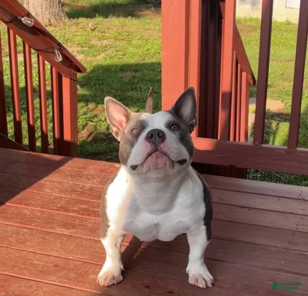 Gallery Image {{count}}