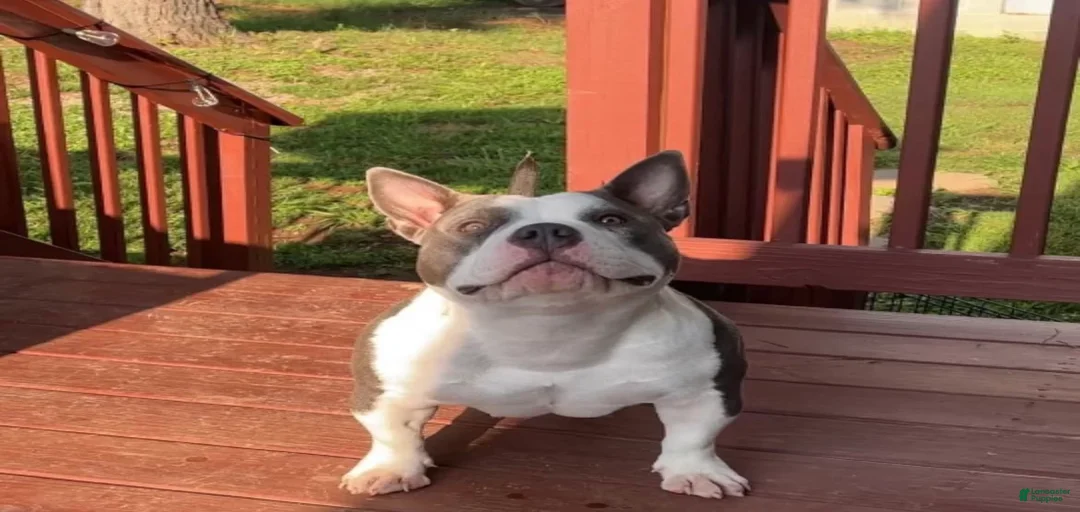 Gallery Image {{count}}