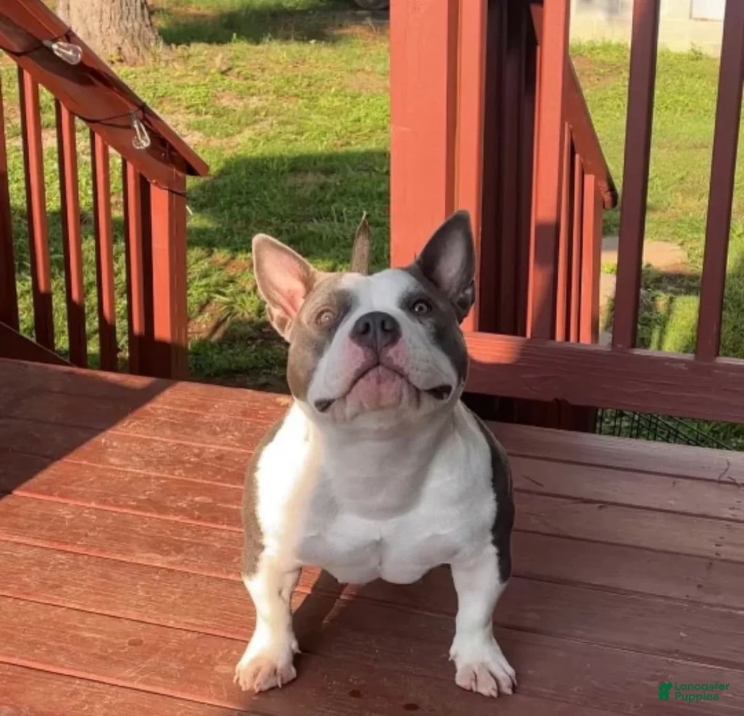 Gallery Image {{count}}