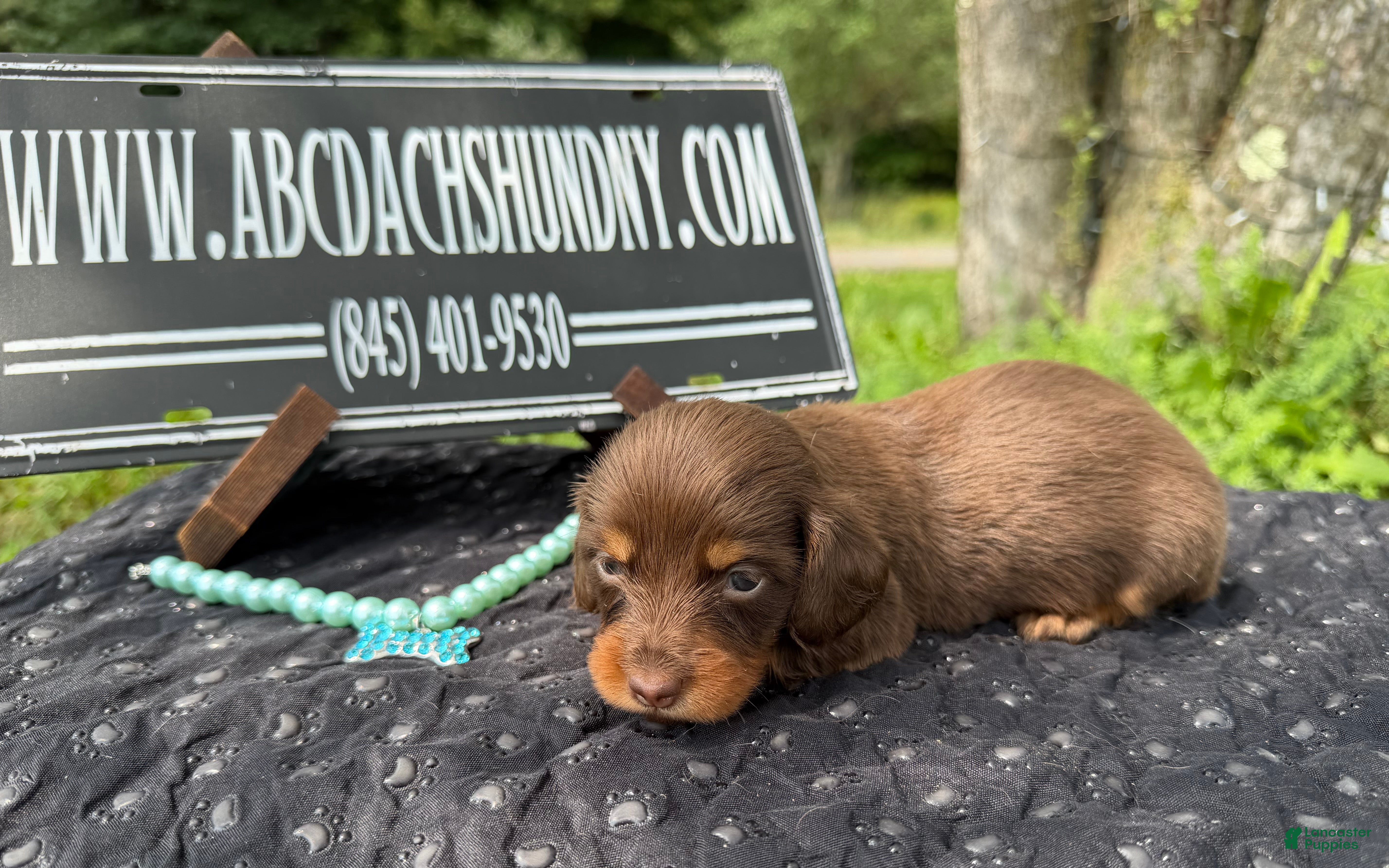 Miniature Dachshund dogs Champion bred long coat girl - Ad 40
