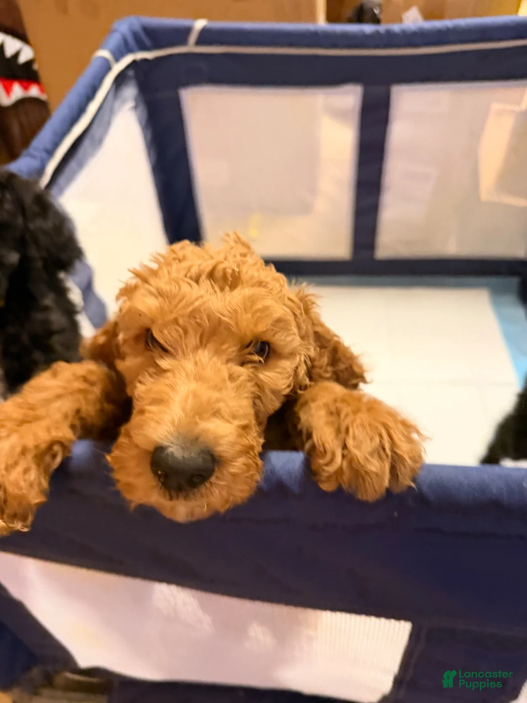Goldendoodle dogs for sale: Goldendoodle Puppy 1 - Ad 2