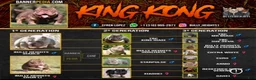 American Bully dogs for stud: King Kong - Ad 3