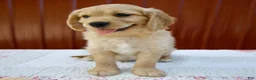Miniature Golden Retriever dogs for sale: Gus - Ad 6
