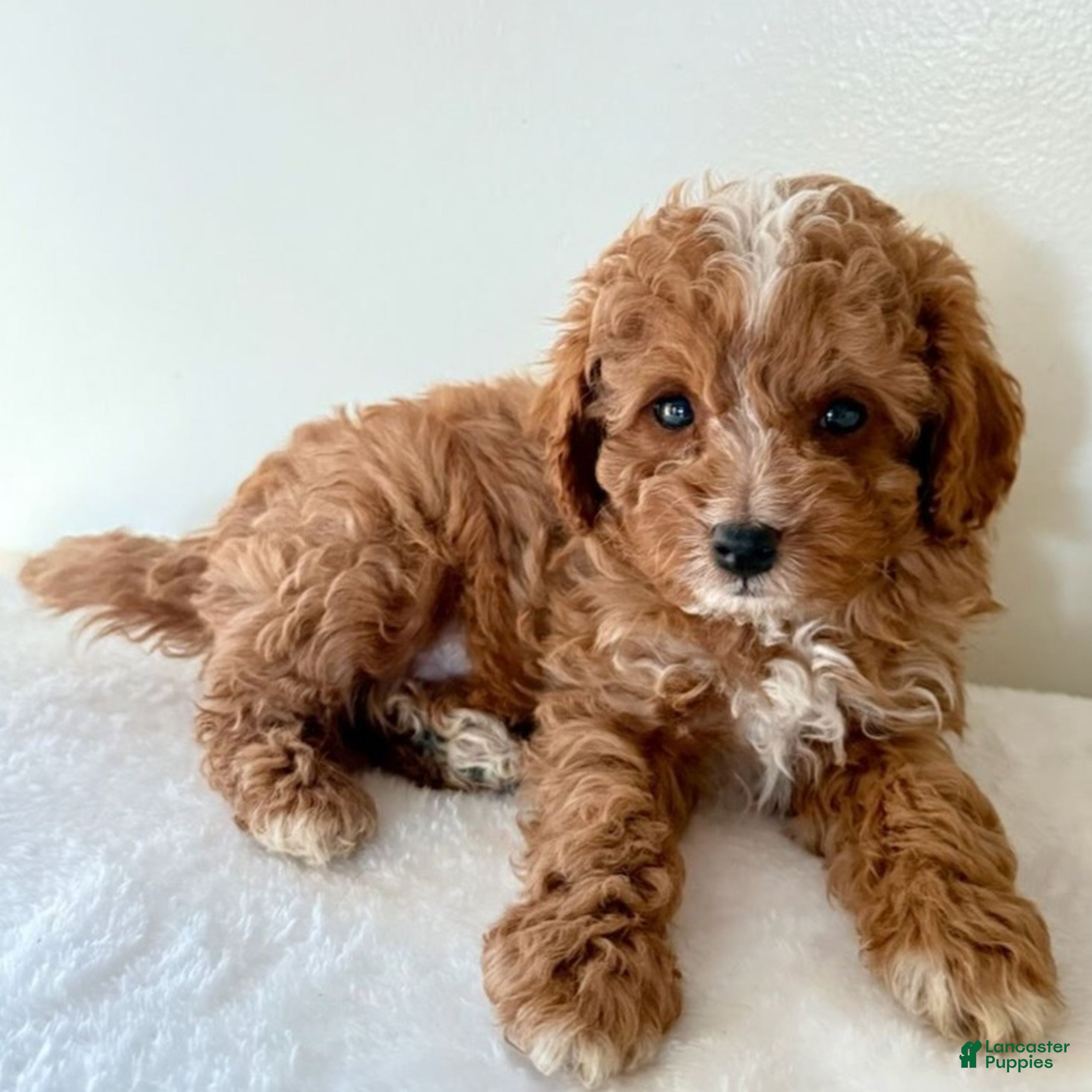 Cavapoo dogs for sale: Skip  - Ad 1