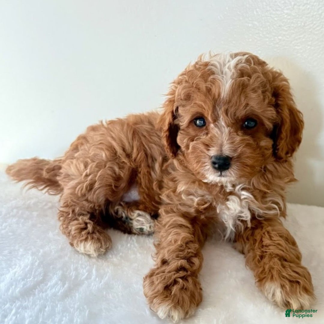 Cavapoo dogs for sale: Skip  - Ad 1