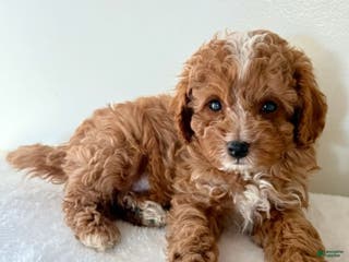 Cavapoo dogs for sale: Skip - Ad 1