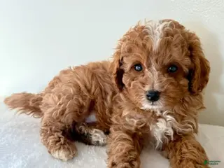 Cavapoo dogs Skip - Ad 9