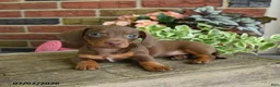 Miniature Dachshund dogs for sale: Cocoa - Ad 3