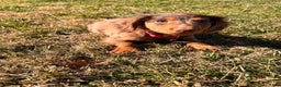 Miniature Dachshund dogs for sale: Odin - Ad 4